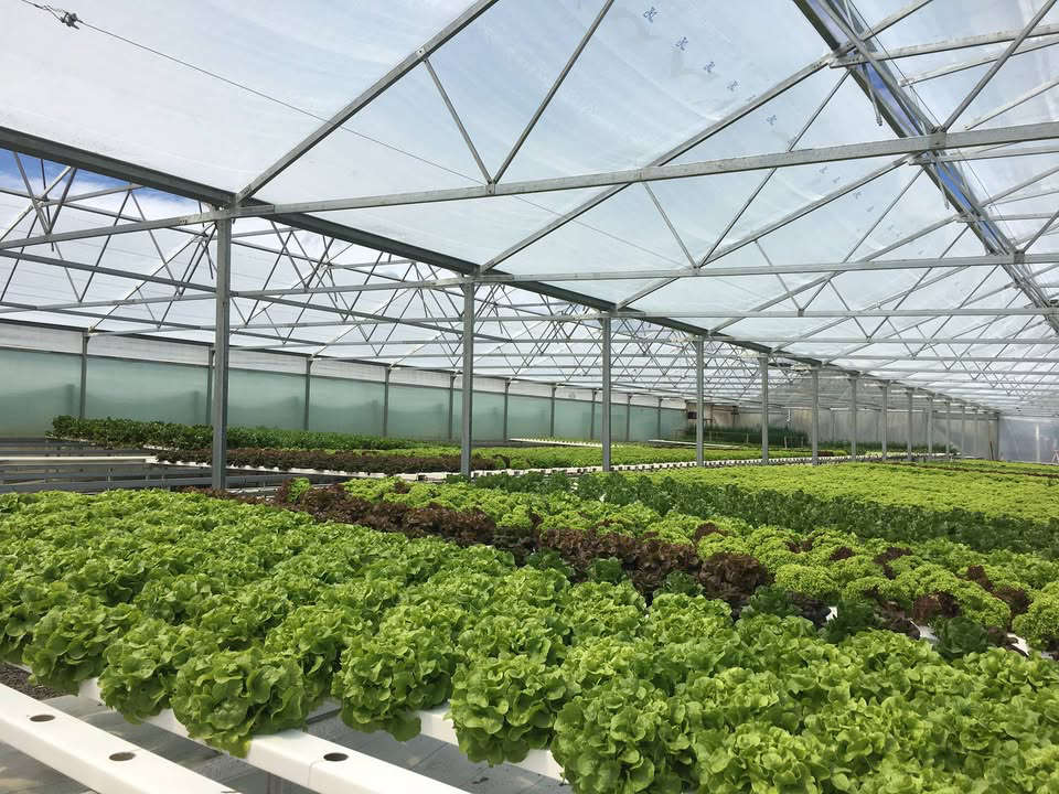 Janefield Paeonies and Hydroponics