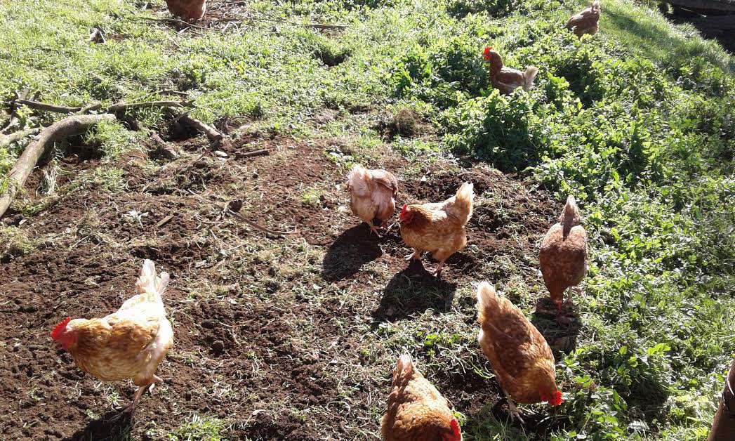 Carpe Diem Farms Taranaki