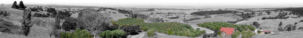 Neudorf Olives