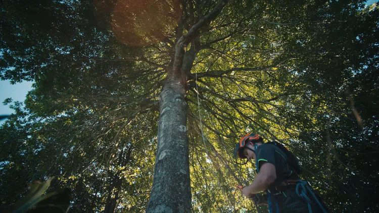 Arbor Care