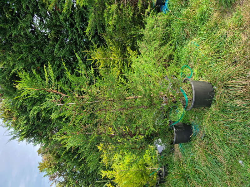 Macrocarpa - 2+ meters. 