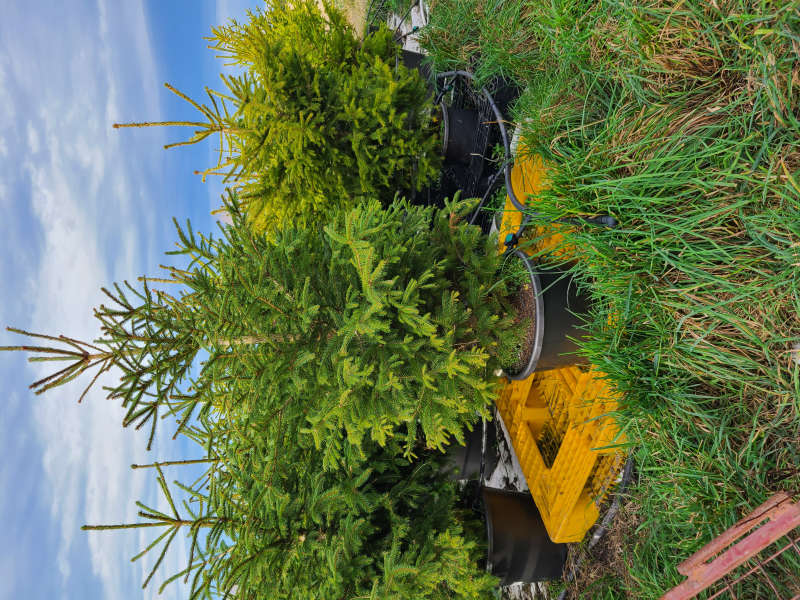 Norway spruce 2m