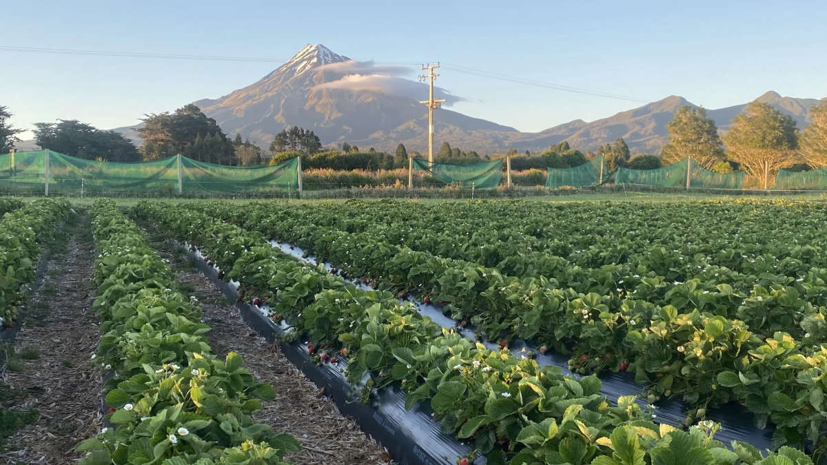 Kaimiro Farm