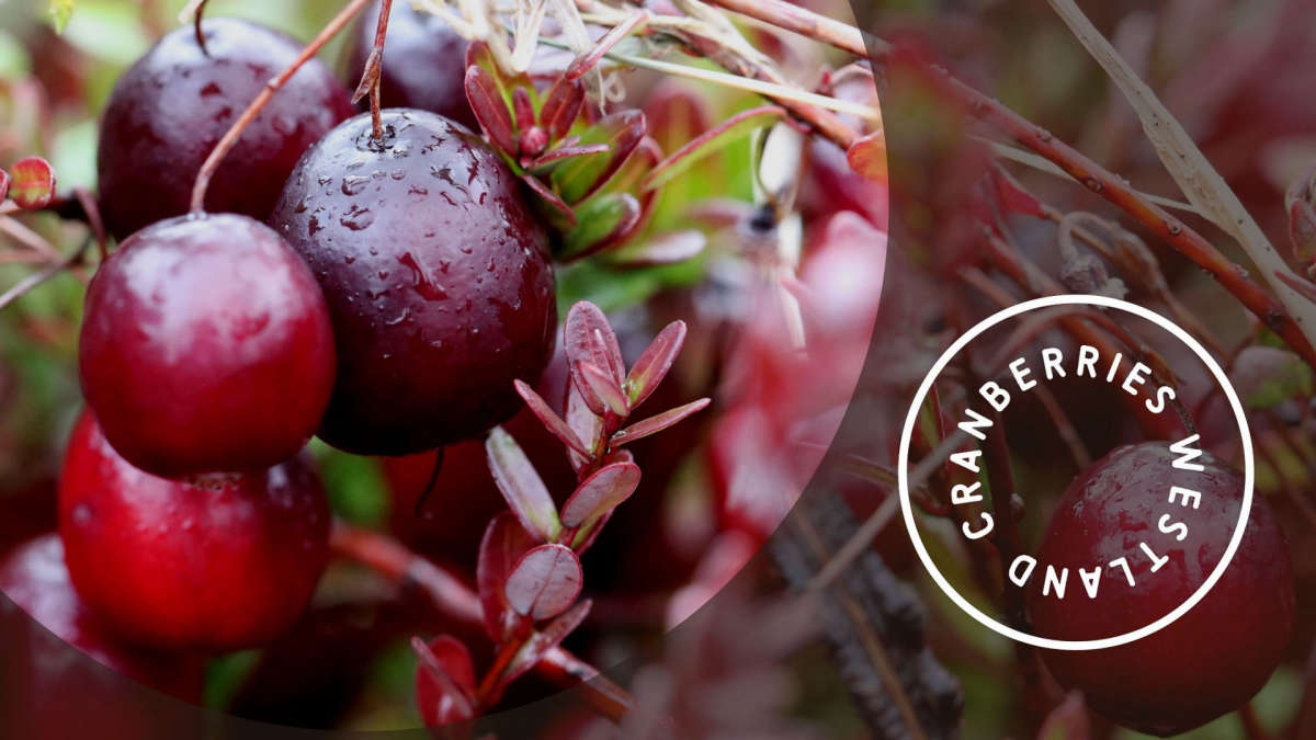 Cranberries Westland