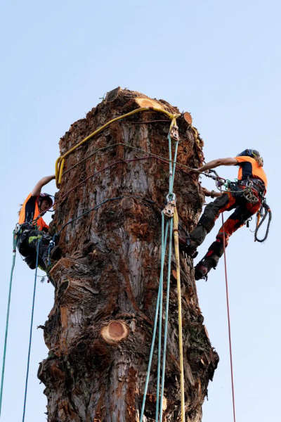 Auckland Tree Services