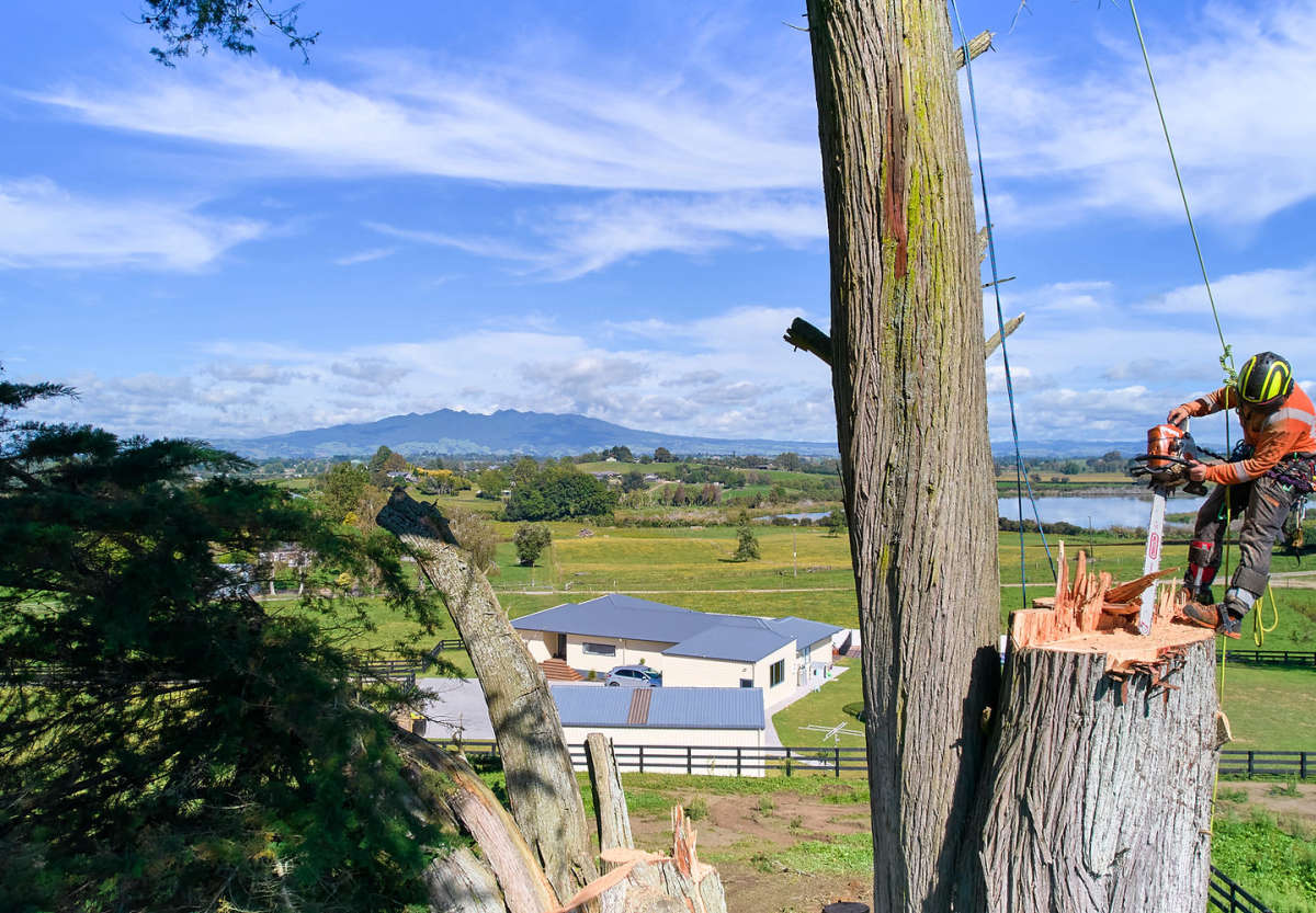 Waikato Tree Services
