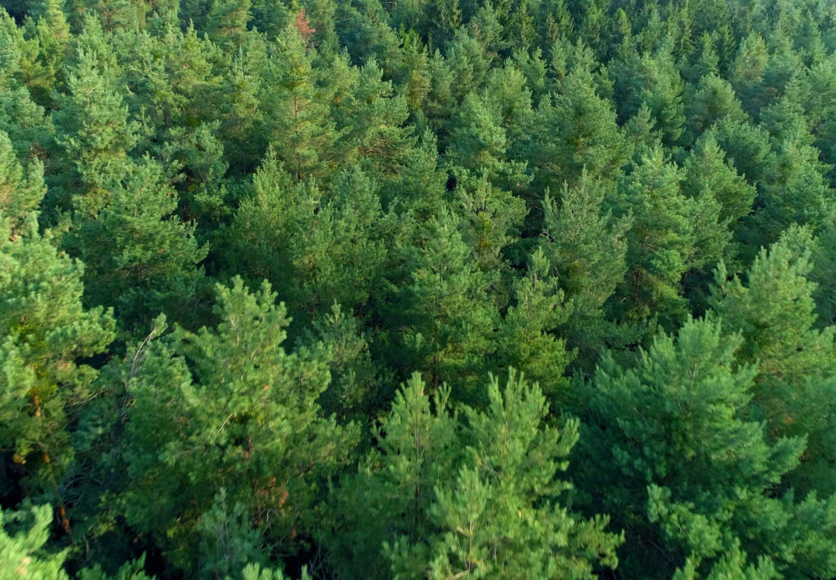 Tree Machine Services