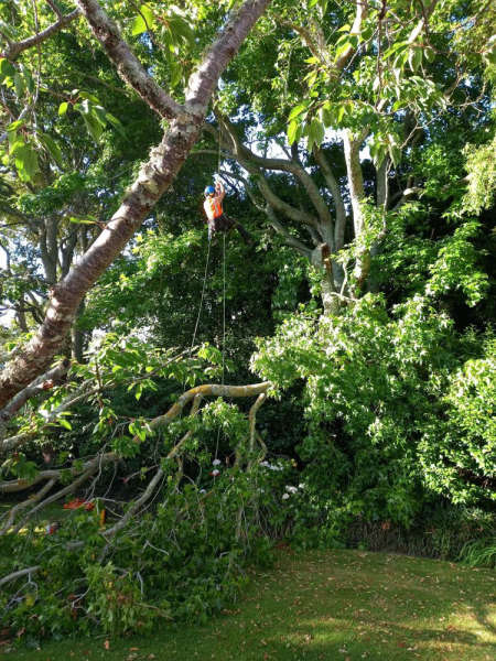 O'Leary Tree Services