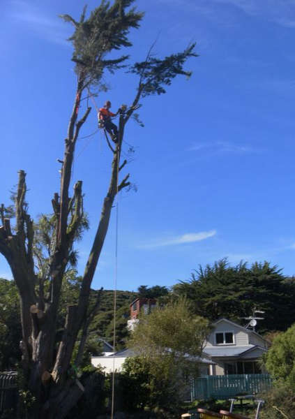 Wellington Tree Services