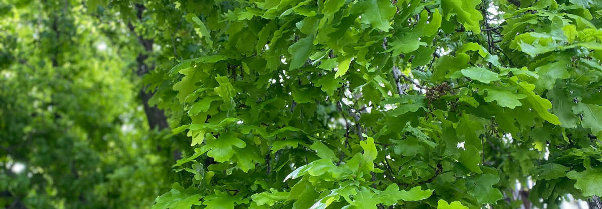 Arborco Tree Specialists