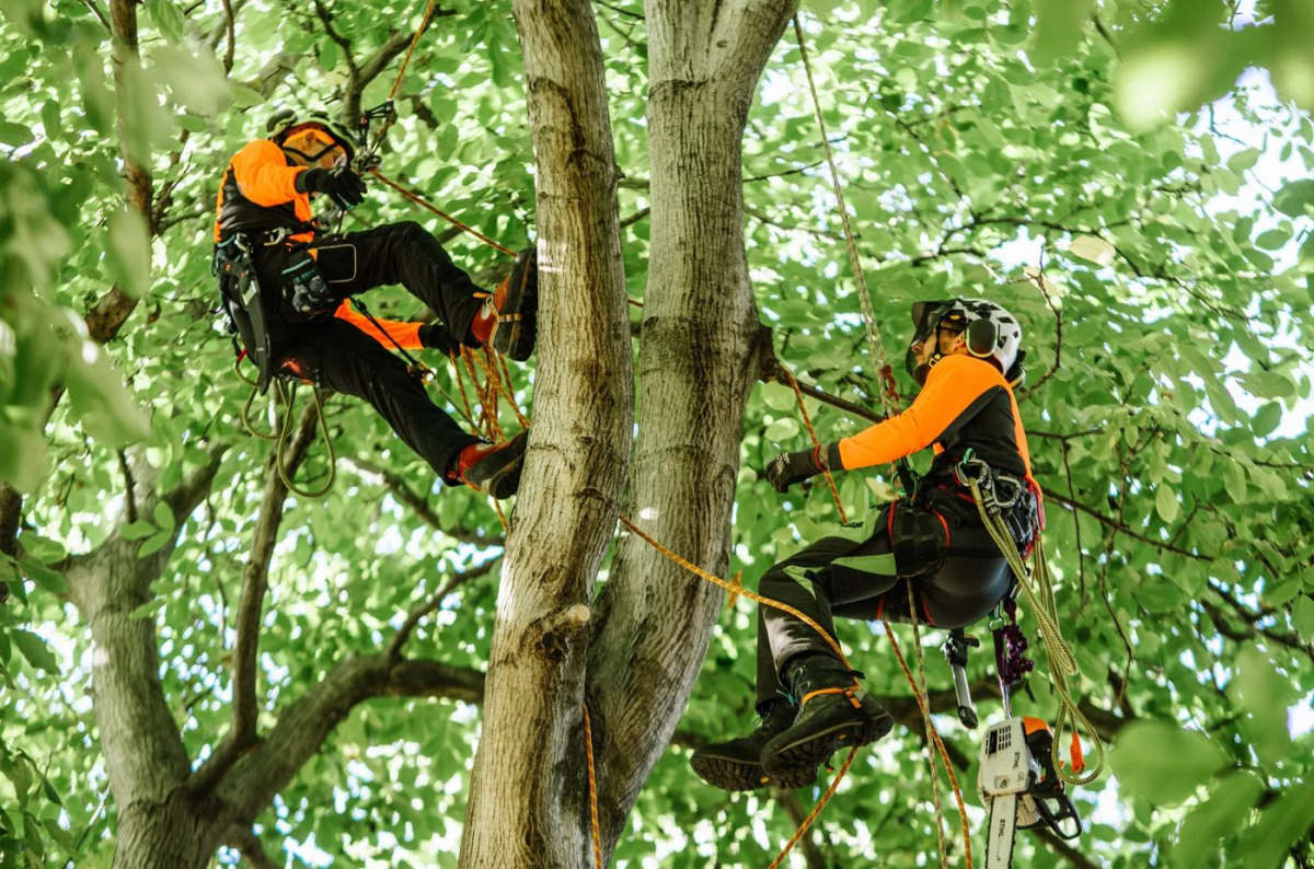 Rowe Tree Care