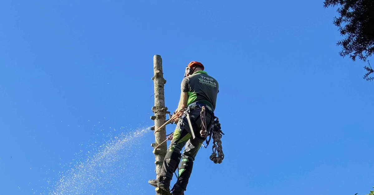 Canterbury TreeWorks